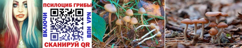 Псилоцибиновые грибы Psilocybe  как найти закладки  Пестово 